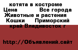 котята в костроме › Цена ­ 2 000 - Все города Животные и растения » Кошки   . Приморский край,Владивосток г.